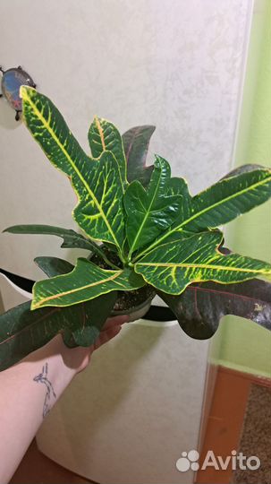 Кротон экселент