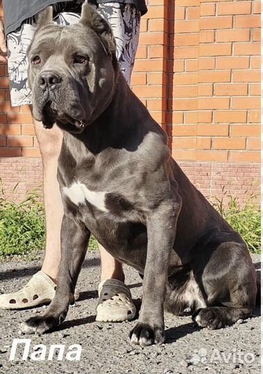 Продаются голубые девочки