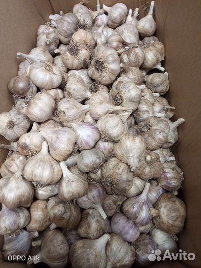 Чеснок из Кошкинского района