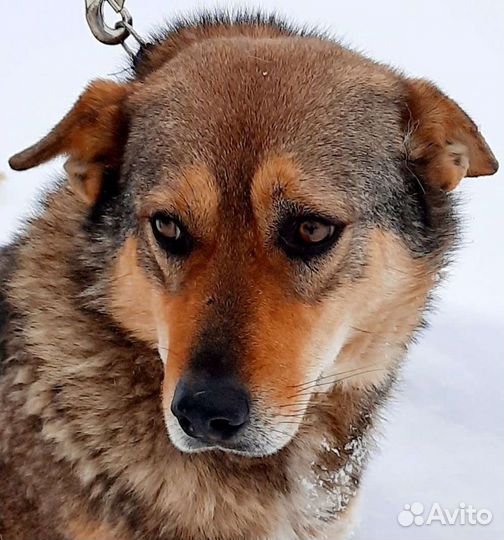 Забери меня с отлова