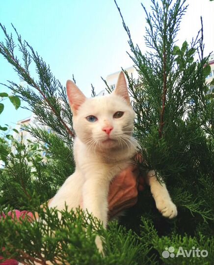 Котёнок белый девочка с разноцветными глазками