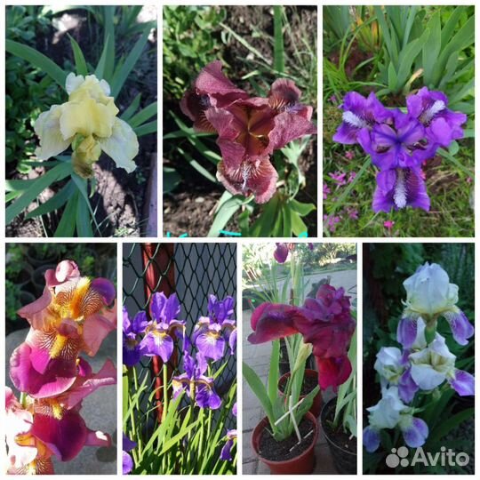 Ирисы, хризантемы, примулы