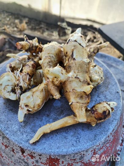 Топинамбур