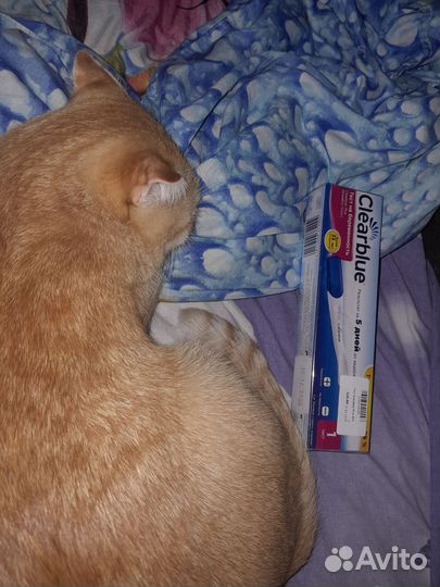 Тест на беременность