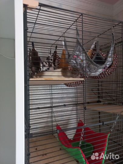 Крысы Дамбо девочки с клеткой