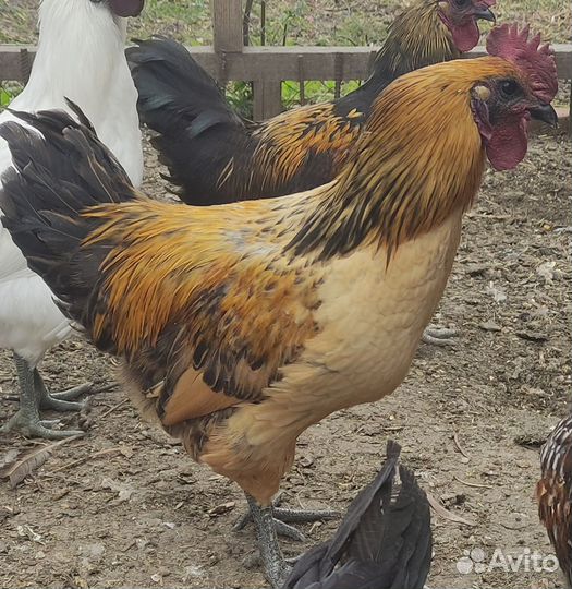 Молодые петухи