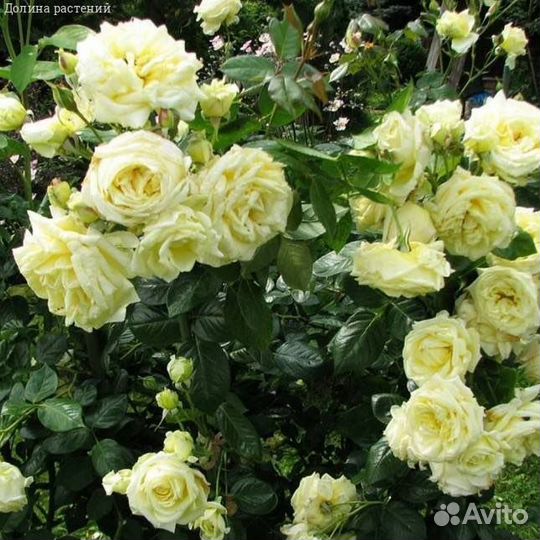 Роза плетистая Эльф