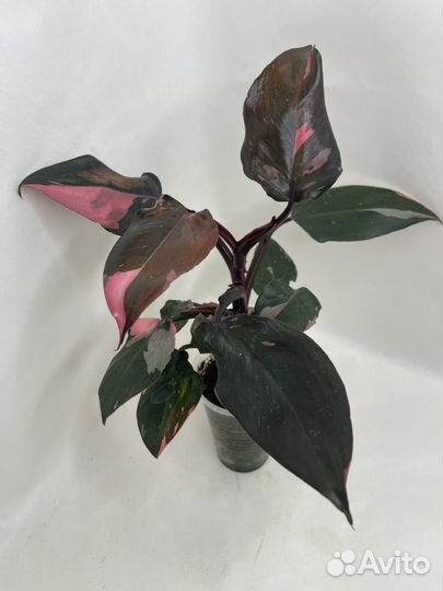 Филодендрон Розовая принцесса