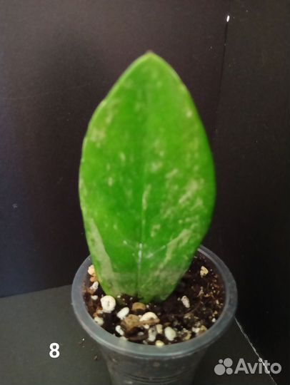 Замиокулькас вариегатный шорт лив