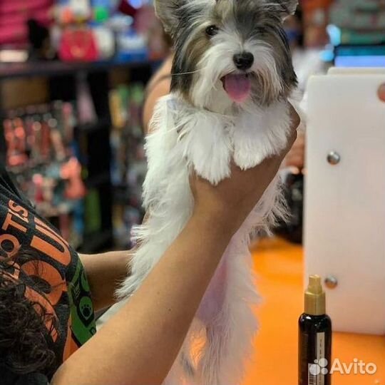 Мечты сбываются