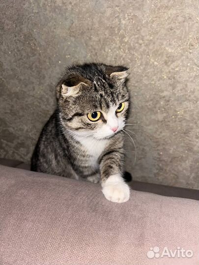 Шотландская