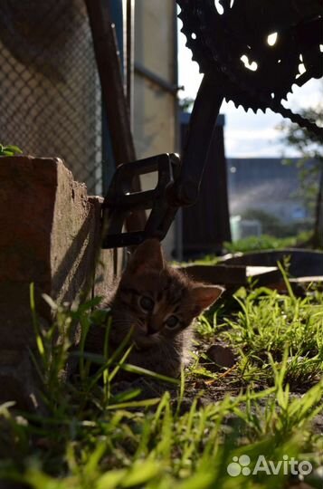 Котята в добрые руки мальчики