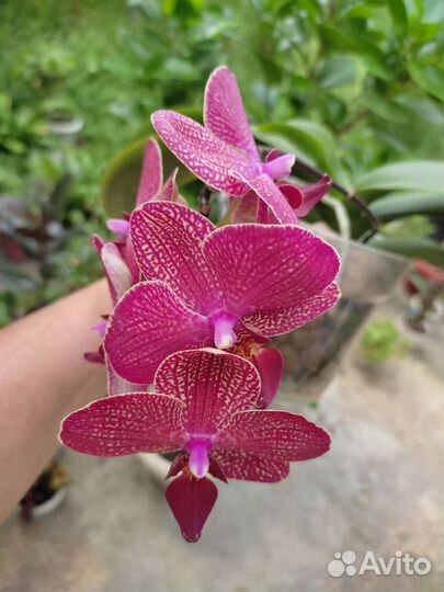 Орхидея фаленопсис разные