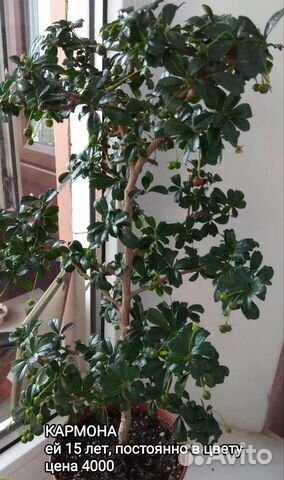 Бонсай кармона и другие