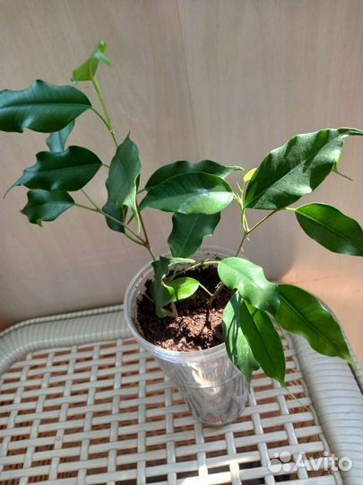 Фикус бенджамина