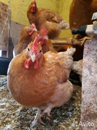 Куры Мини мясные В76 палевые инк.яйцо и цыплята