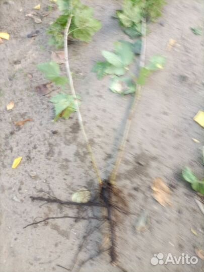 Саженцы красной смородины