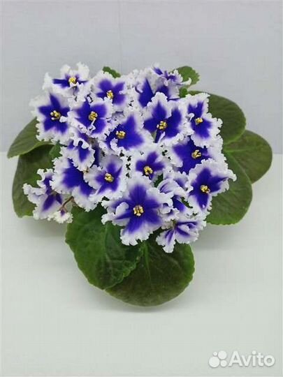 Фиалка коллекционная