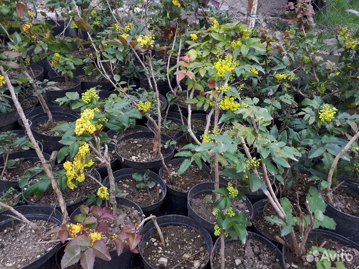 Магония падуболистная