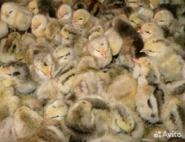 Цыплята мастер грей, гриз Бар, доминант 300