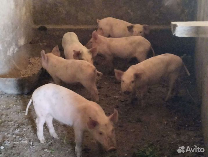 Поросята ландрас