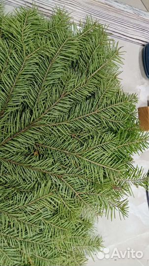 Пихта. Пихтовый веник для бани и банного чана