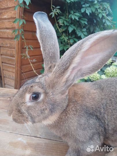 Кролики фландер