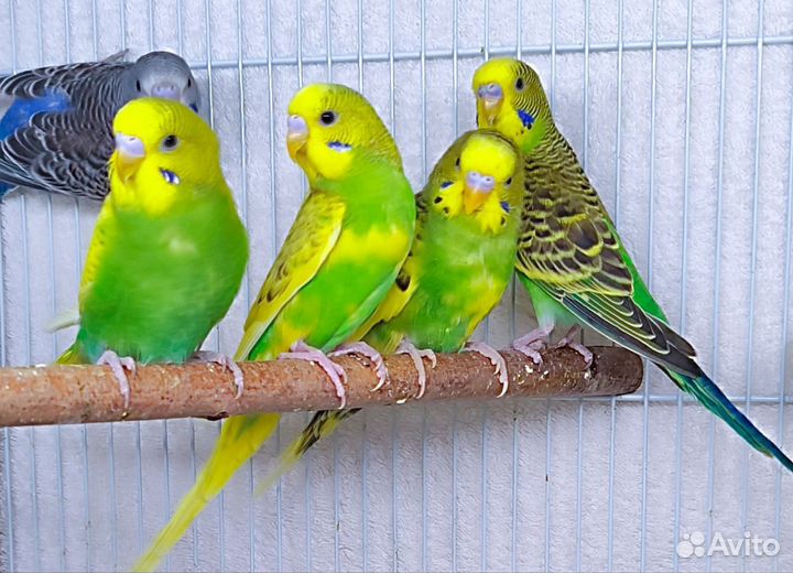 Волнистый попугай (малыши, из гнезда, ручные)