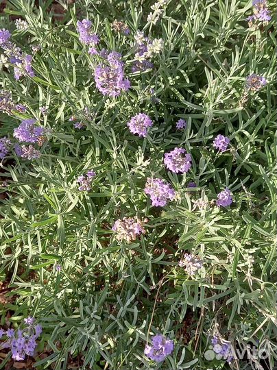 Лаванда узколистная саженцы