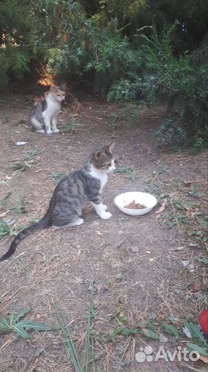 Кошки в добрые руки