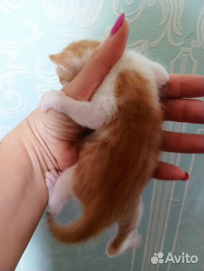 Кошка в дар