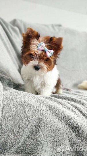 Мальчики и Девочки