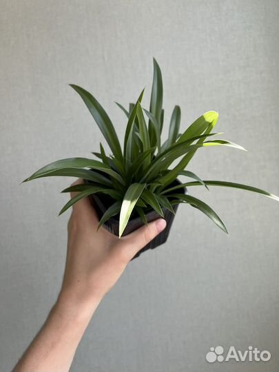 Хлорофитум