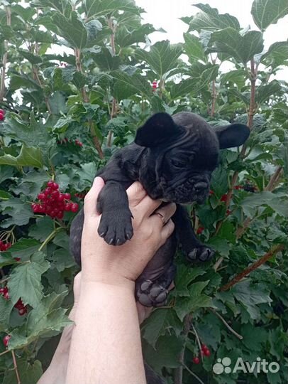 Французский бульдог щенок мальчик