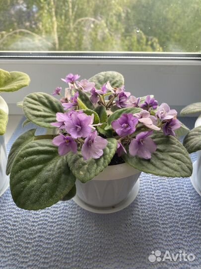 Фиалки молодые, цветущие