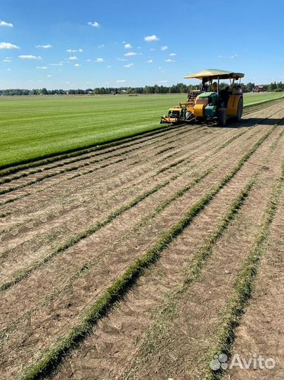 Рулонный газон