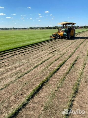 Рулонный газон