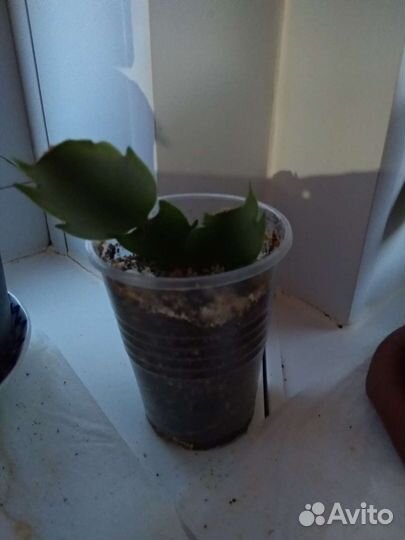 Декабрист нежно малиновый