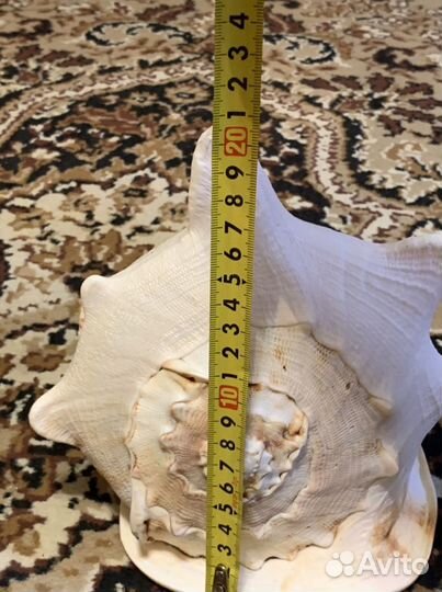 Ракушка, Раковина морская