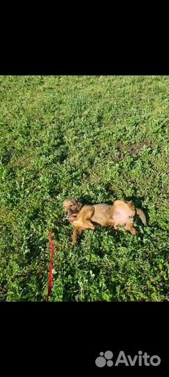 Собака мелкая девочка