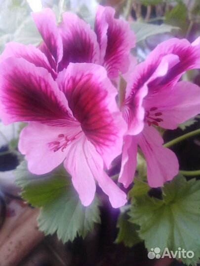 Королевская герань