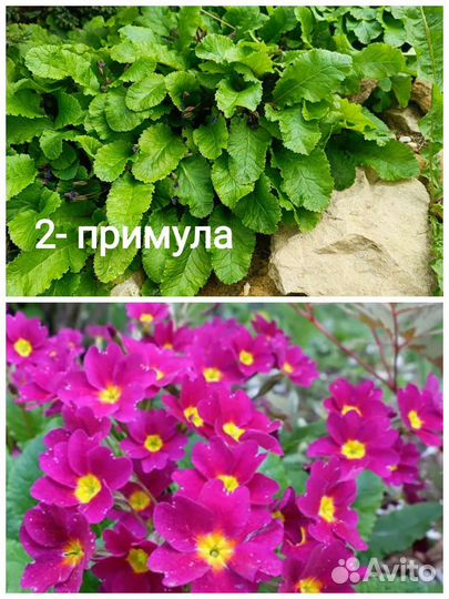 Цветы для сада