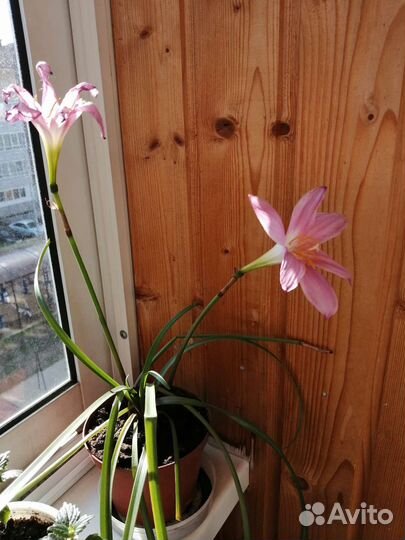 Зефирантес выскочка