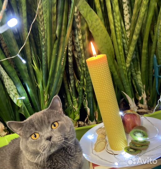 Свечи из вощины