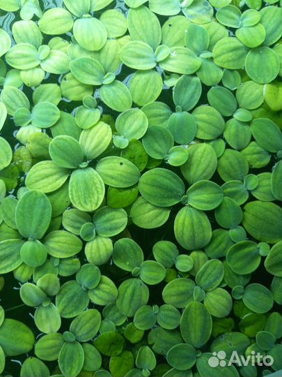 Растения пистия