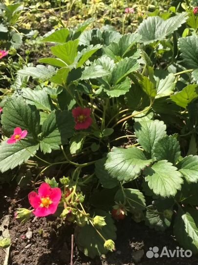 Коубника (земляника садовая ) Тоскана