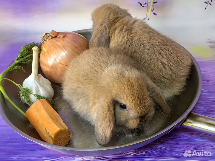 Декоративные, карликовые кролики минилоп, мини лоп