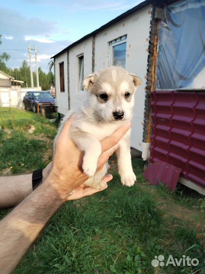 Метис хаски