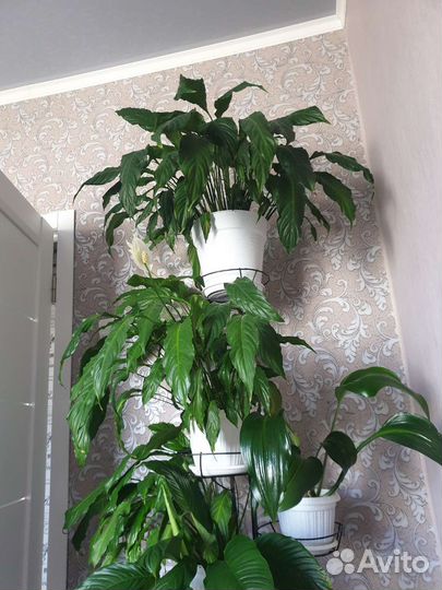 Спатифиллум