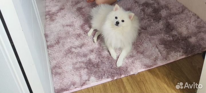 Немецкий шпиц вязка мальчик